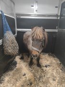 Lucky-Pferdetaxi – Pferdetransport mit Herz und Verstand