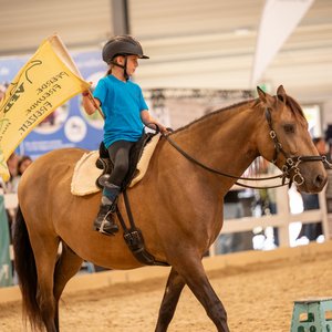 Reitsportmesse Halle 2026, Messeimpression