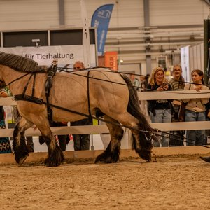 Reitsportmesse Halle 2026, Messeimpression